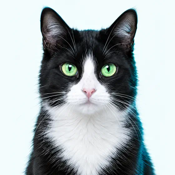 Zeca, gato preto e branco do Dr. Bento