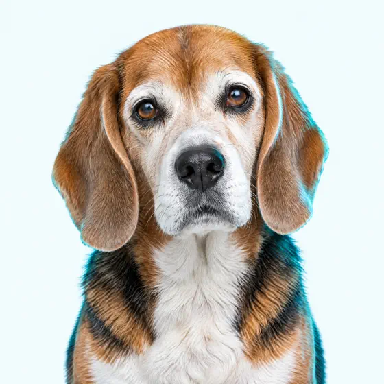 Duque, beagle idoso do Dr. Otto