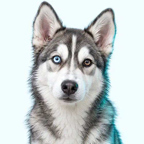 Kira, husky de olhos de cores diferentes