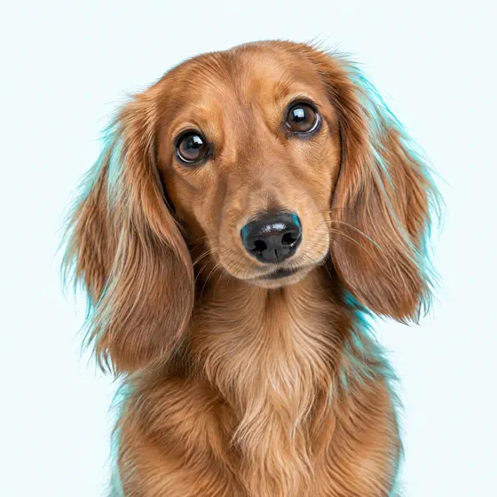 Salsicha, dachshund caramelo