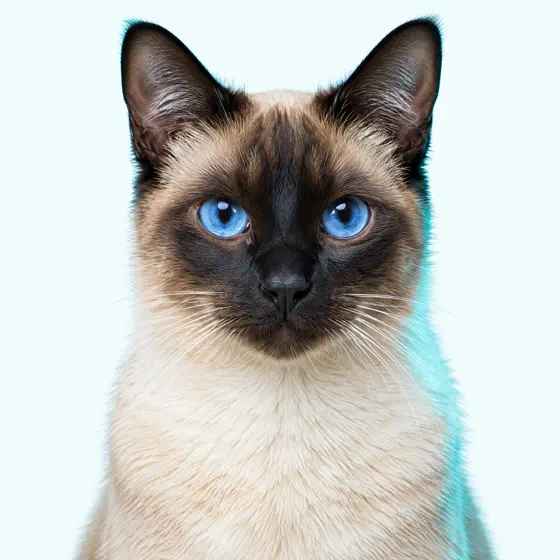Nuvem, gata siamesa da Dra. Mei